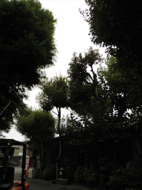 c0108198_17173246.jpg