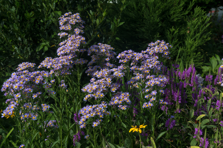 e0051888_5351419.jpg