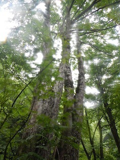 c0359615_19354385.jpg