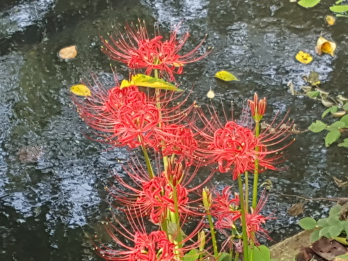 e0016828_10514242.jpg