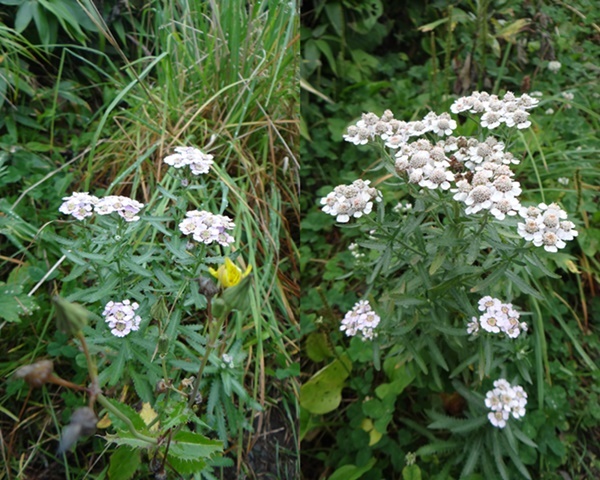 d0037233_09062181.jpg