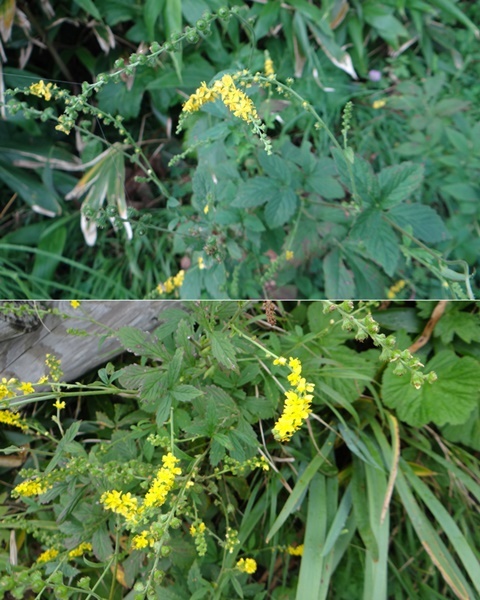 d0037233_09201815.jpg