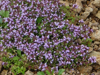 d0037233_10151949.jpg