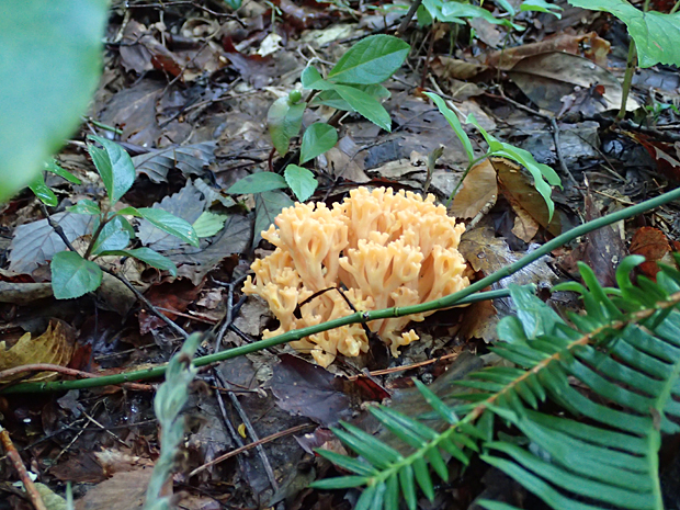 f0214649_591447.jpg