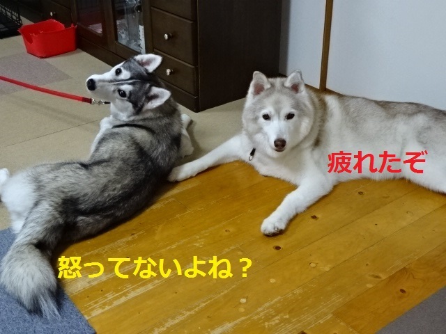 a0241761_20115996.jpg