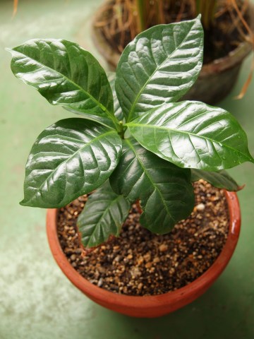 e0045768_2234891.jpg