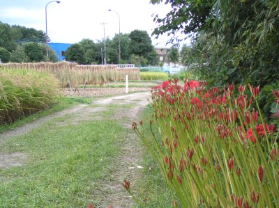 c0112172_1552235.jpg