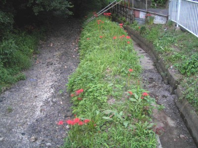 c0112172_1553594.jpg
