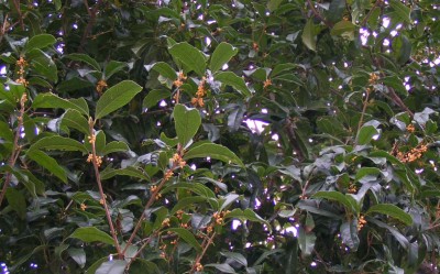 c0112172_1573582.jpg
