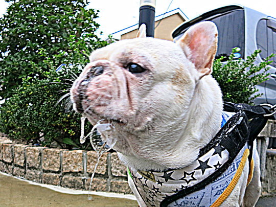 a0158613_09193219.jpg
