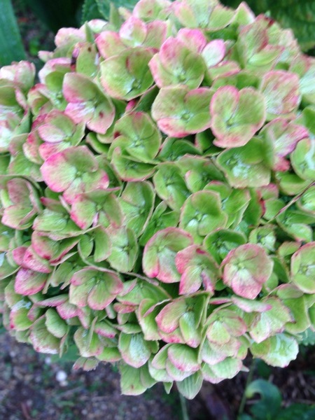 f0155431_21240736.jpg