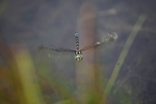 a0242438_18434012.jpg