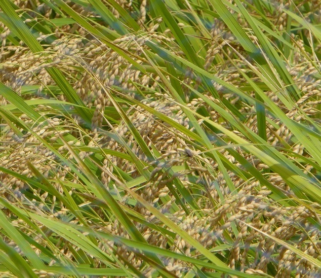 d0288144_21515901.jpg