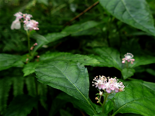 f0214649_4155019.jpg