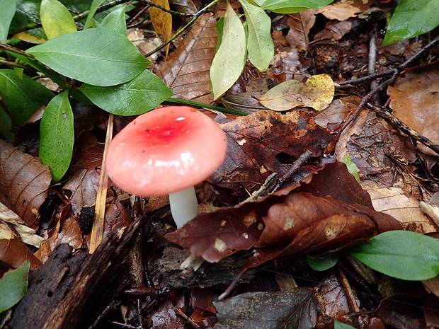 f0214649_4391041.jpg
