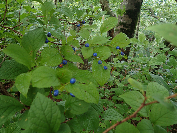 f0214649_4464543.jpg