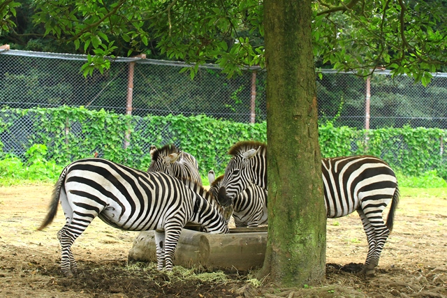 d0126577_11485146.jpg