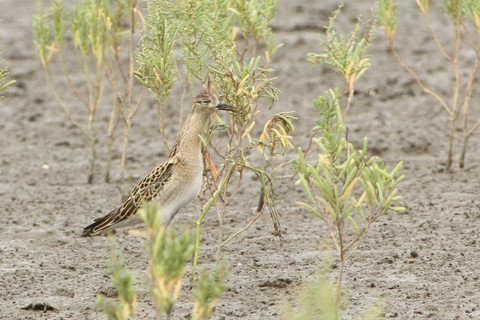 e0197884_8154282.jpg