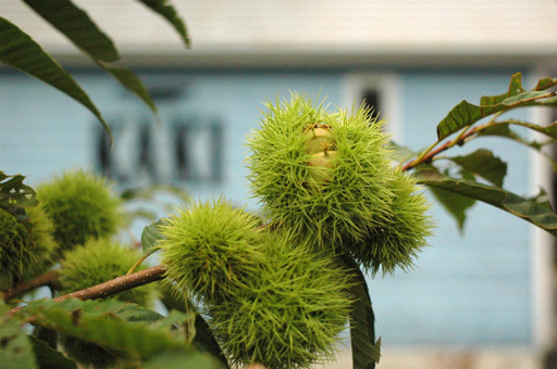 a0061599_7265167.jpg