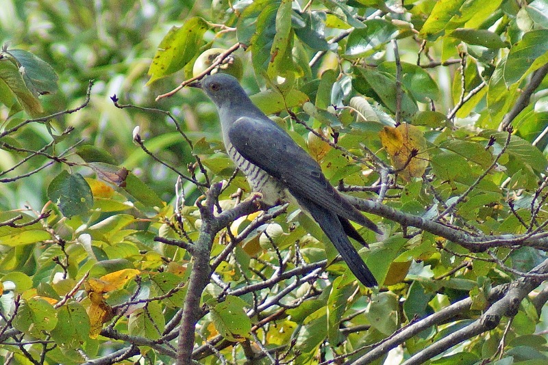 c0042418_863063.jpg