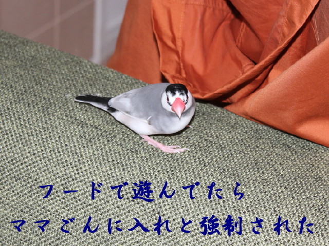 c0365734_22543448.jpg
