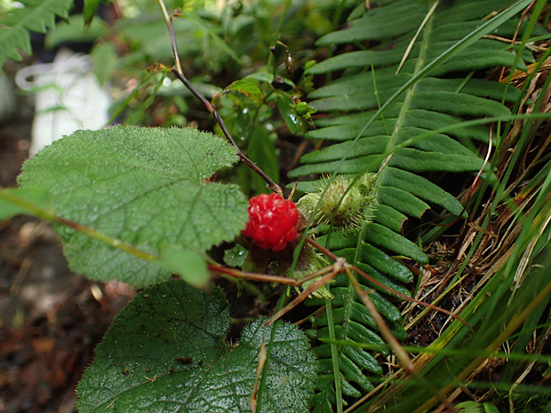 f0214649_3321693.jpg