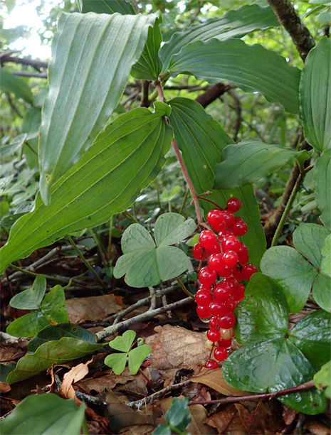 f0214649_3405229.jpg