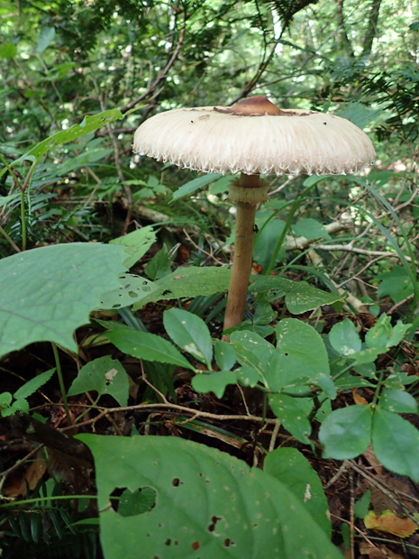 f0214649_4102191.jpg