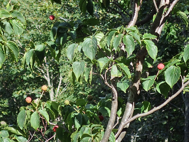f0214649_432950.jpg