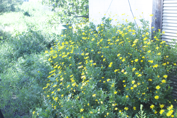 c0163369_23424461.jpg