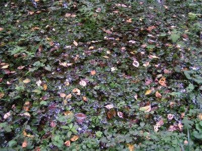 c0112172_16231142.jpg