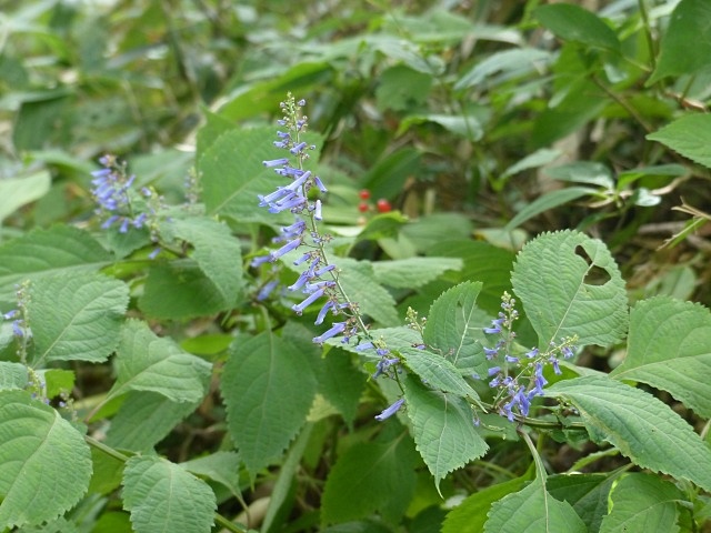 f0357487_20595780.jpg