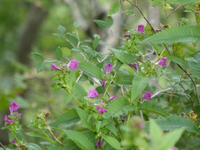 f0357487_21145017.jpg