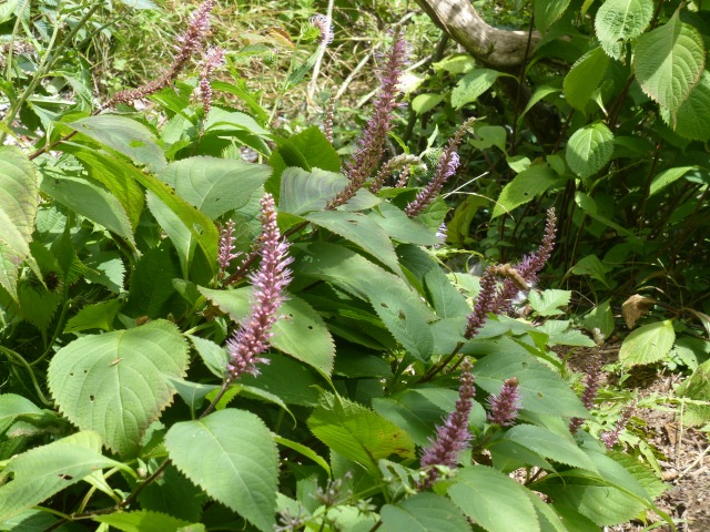 f0357487_2182599.jpg