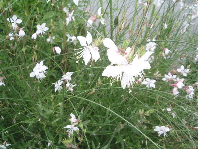 e0025300_16472385.jpg