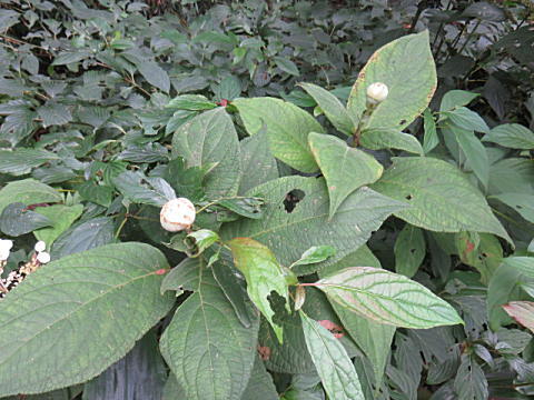 d0046702_5462870.jpg