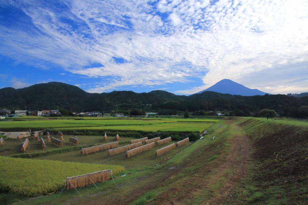 追憶～ウロコ雲の朝 - 富士山大好き～写真は最高！