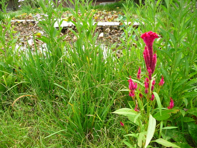 e0135219_1751413.jpg