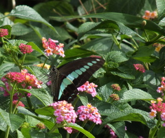 b0192588_9295123.jpg