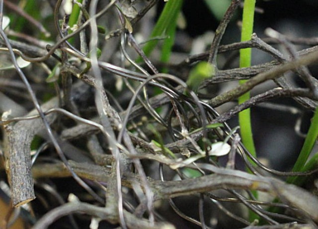 c0178009_15514651.jpg