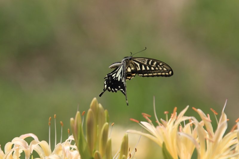f0031423_792658.jpg
