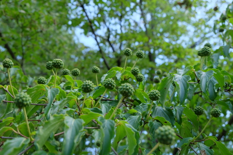 b0281732_1742335.jpg