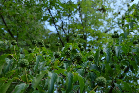 b0281732_1743147.jpg