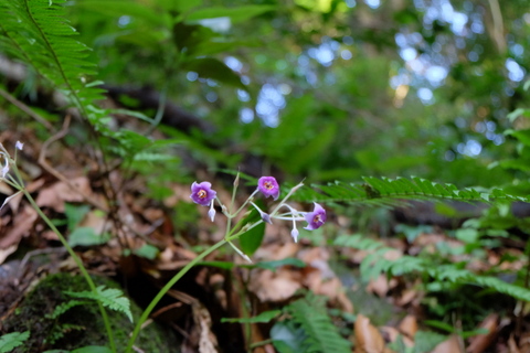 b0281732_1775978.jpg