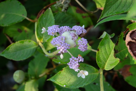 b0281732_1791170.jpg