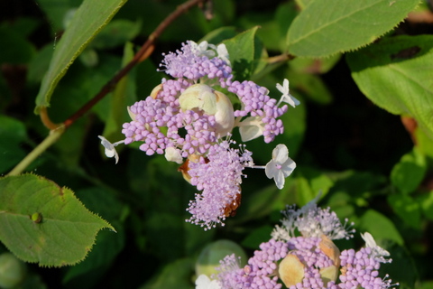 b0281732_179266.jpg