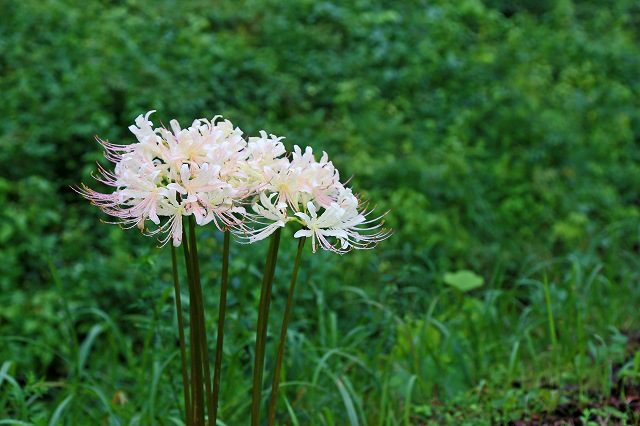 a0242438_2021208.jpg