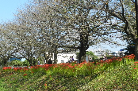 e0172950_20111113.jpg