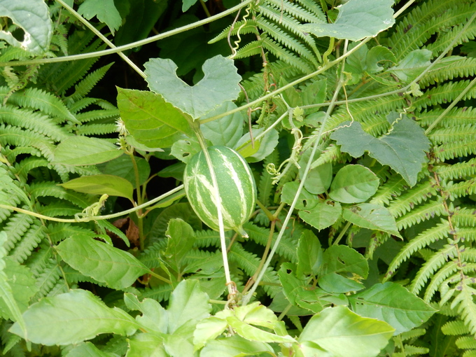 f0060461_1441237.jpg
