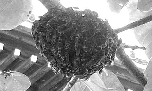 b0029488_1550447.jpg